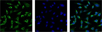 Peroxiredoxin 1 Mouse mAb Antibody