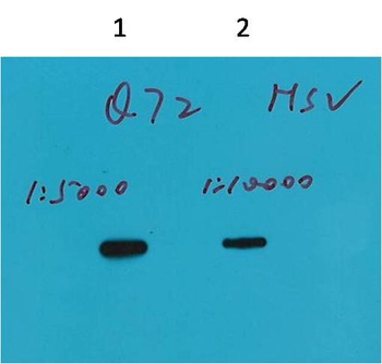 HSV-Tag Mouse mAb Antibody