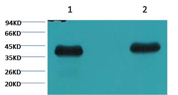 Plant actin Mouse mAb Antibody