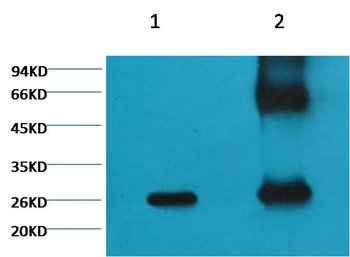GFP-Tag Mouse mAb