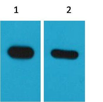 CBP-Tag Mouse mAb Antibody