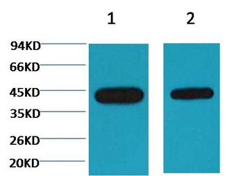 Plant actin Mouse mAb Antibody
