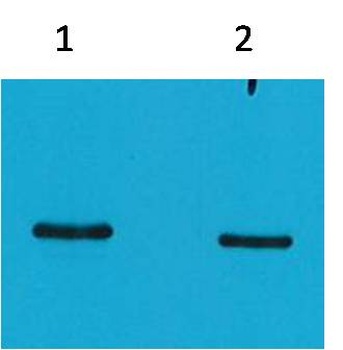 SRT-Tag Mouse mAb Antibody