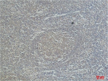 CD68 Mouse mAb Antibody