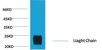 Rabbit IgG(Light Chain Specific) Mouse mAb Antibody