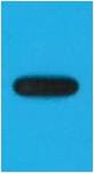 EYFP-Tag Mouse mAb Antibody