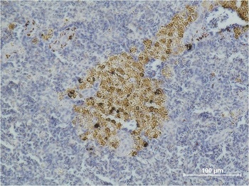 Caspase 8 Mouse mAb Antibody