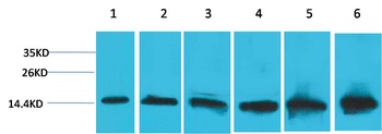 Cytochrome C Mouse mAb Antibody