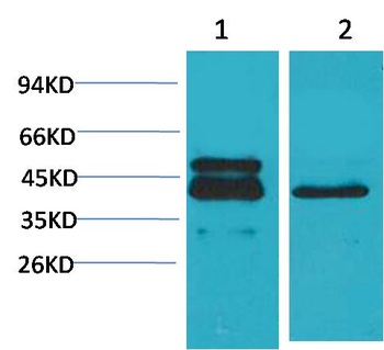 CREB Mouse mAb Antibody