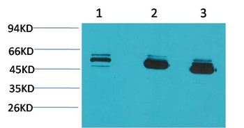 CBARA1/MICU1 Mouse mAb Antibody