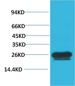 HSP27 Mouse mAb Antibody