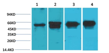 c-Fos Mouse mAb Antibody