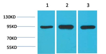 HSP90 α Mouse mAb Antibody