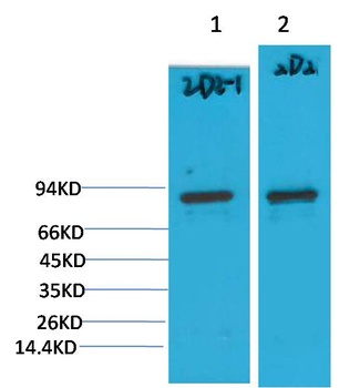 PI3 Kinase P85α Mouse mAb Antibody