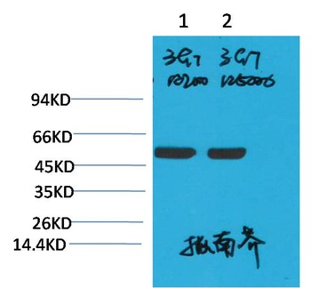 Rubisco(Large Chain) Mouse mAb Antibody
