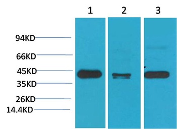 TBP/TATA Binding Protein Mouse mAb Antibody