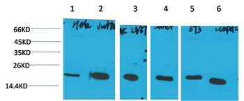 Cyclophilin B Mouse mAb Antibody