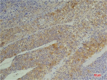 Cyclophilin B Mouse mAb Antibody