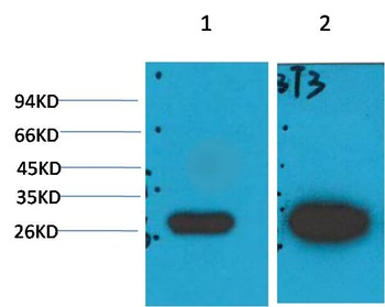 Galectin-3 Mouse mAb