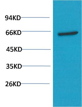 AKT (1H2) Mouse mAb Antibody