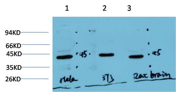 Muscle actin (3E9) Mouse mAb Antibody