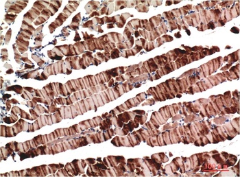 Muscle actin (3E9) Mouse mAb Antibody