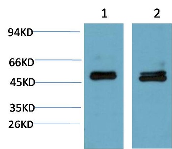 Smad3 (4C9) Mouse mAb Antibody