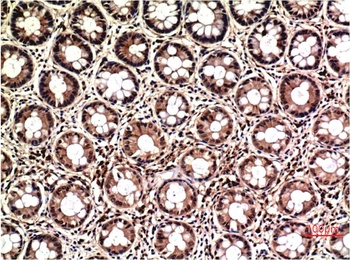 ERK1/2 (1H4) Mouse mAb
