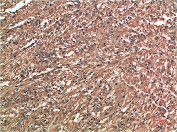 c-Jun (7E12) Mouse mAb Antibody