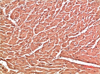 VE-Cadherin (3G8) Mouse mAb Antibody