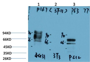 P63-α (3F11) Mouse mAb Antibody