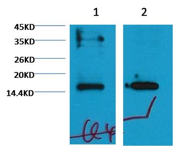Histone H3(mono methyl K79) Monoclonal antibody