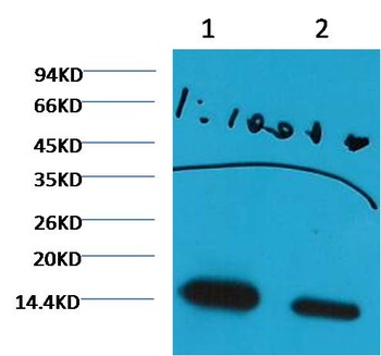 Histone H3(di methyl K27) Monoclonal antibody