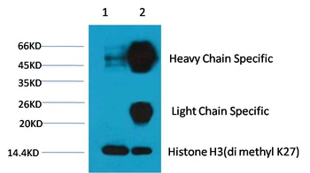 Histone H3(di methyl K27) Monoclonal antibody