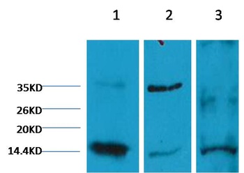 Histone H3(di methyl K9) Monoclonal antibody