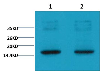 Histone H3(tri methyl K9) Mouse mAb Antibody