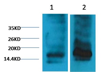 Histone H3(tri methyl K9) Mouse mAb Antibody
