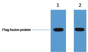 Flag-Tag Rabbit pAb Antibody