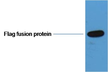 Flag-Tag Rabbit pAb Antibody