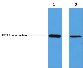 GST-Tag Rabbit pAb Antibody