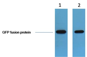 GFP-Tag Rabbit pAb Antibody