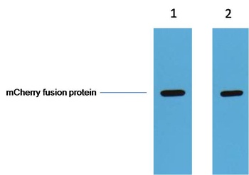 mCherry-Tag Rabbit pAb Antibody
