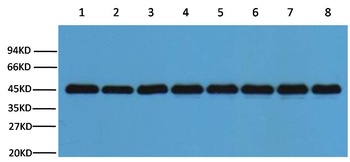 Plant-actin Rabbit pAb Antibody