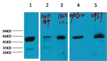 α-tubulin Rabbit pAb Antibody