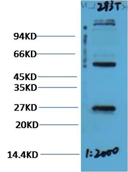 EFHD1 Rabbit pAb Antibody