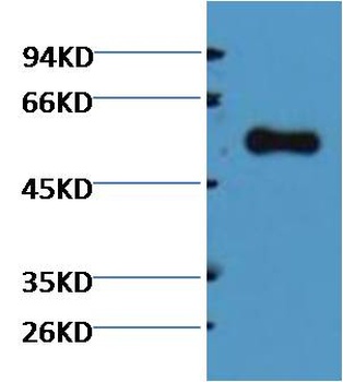 Alliinase Rabbit pAb Antibody