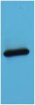 AmCyan-Tag Mouse pAb Antibody