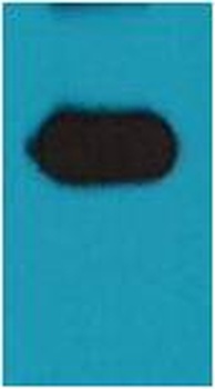 mOrange-Tag Mouse pAb Antibody