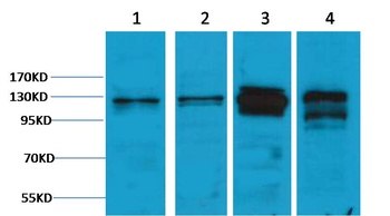 Vinculin Rabbit pAb Antibody