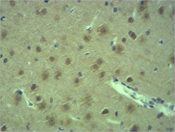 GAP43 Rabbit pAb Antibody